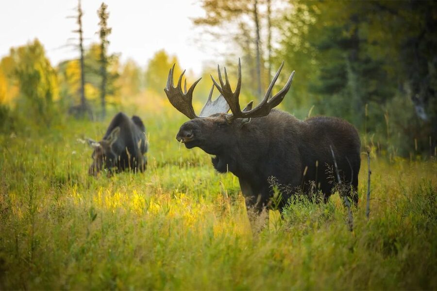 Rovaniemi: Wild Moose Safari - Is $146 a fair price?