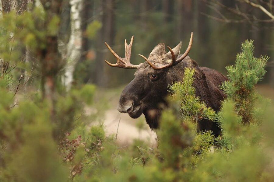 Rovaniemi: Wild Moose Safari - Why sunset is the right time for moose