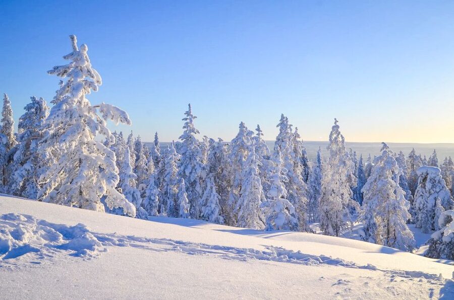 Rovaniemi: Wilderness Tour - Summer Forests With A Fairytale Feel