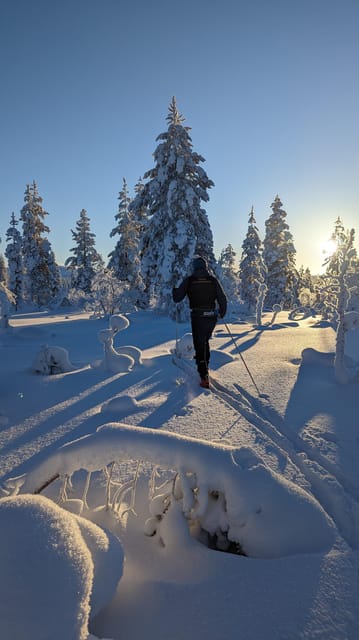 Saariselkä: Back-Country Skiing Guided Tour - Watching for birds, rabbits, and reindeer