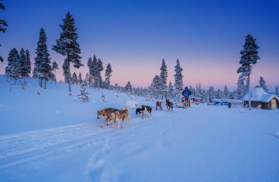 Saariselkä: Husky Safari with Aurora Borealis Hunt - From Saariselkä pickup to the Wilderness Center
