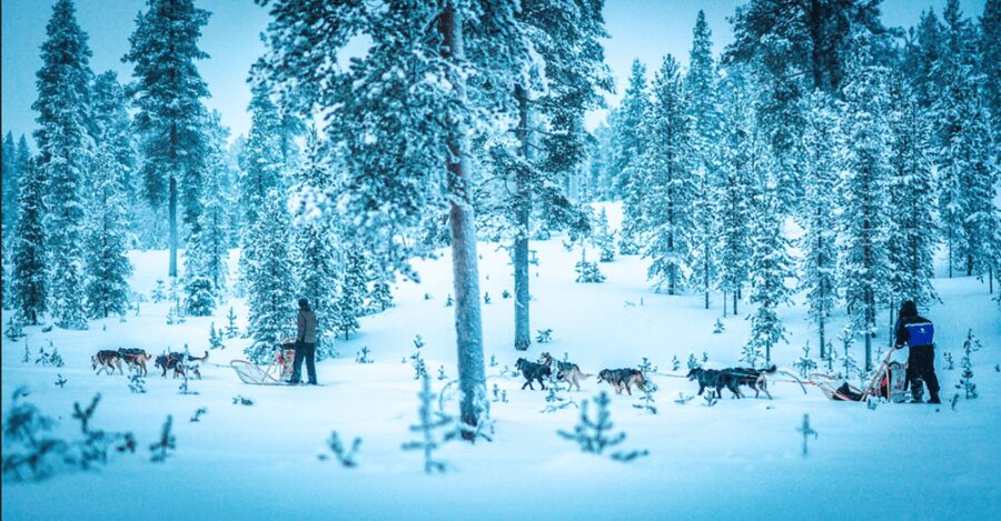 Saariselkä: Husky Safari with Aurora Borealis Hunt - The 8-kilometer ride through the Arctic pine forest