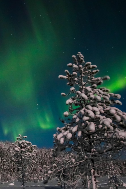 Saariselkä: Northern Lights Hunting Snowshoe Trip - Should you book it?