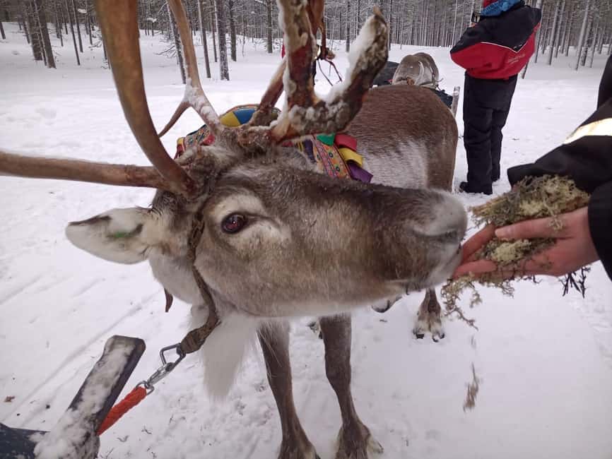 Saariselkä: Northern Lights & Reindeer Sledding Tour - The 15-minute ride to the reindeer farm