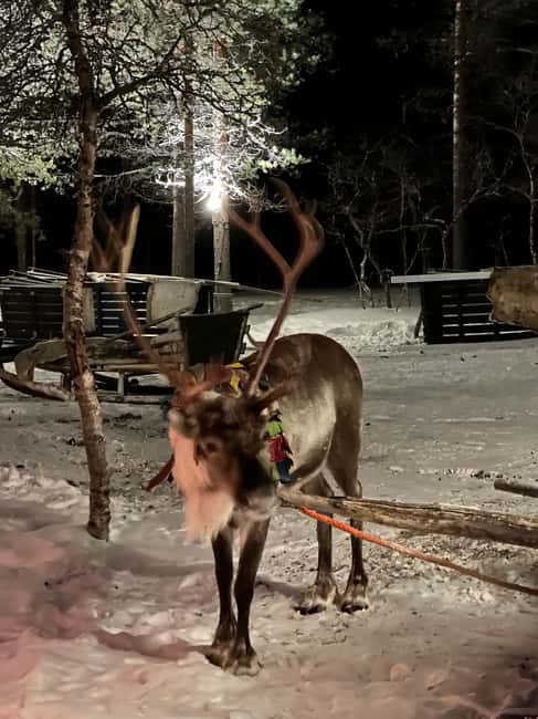 Saariselkä: Northern Lights & Reindeer Sledding Tour - What the sleigh ride really feels like