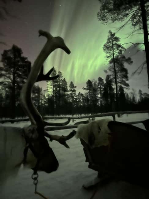 Saariselkä: Northern Lights & Reindeer Sledding Tour - Feeding reindeer and meeting the animals