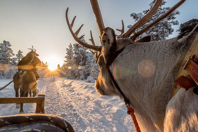 Santa Claus Village Guided Tour & Arctic Animals Adventure - Is $274.86 a fair price?