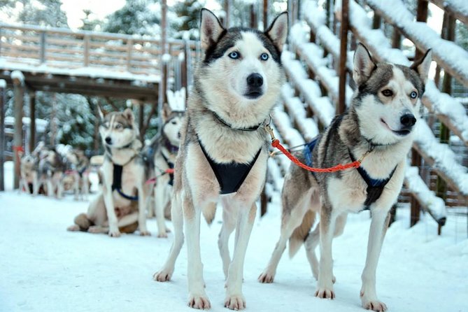 Santa Claus Village Guided Tour & Arctic Animals Adventure - Clothing, comfort, and what to bring