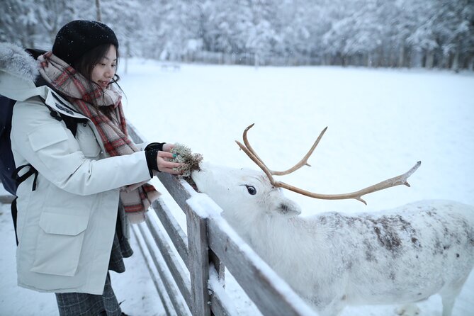 Santa Claus Village, Husky and Reindeers Combo Safari - Three Lapland icons before lunch