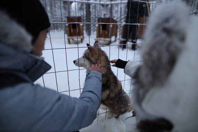 Santa Claus Village, Husky and Reindeers Combo Safari - Meeting the huskies and taking the first ride
