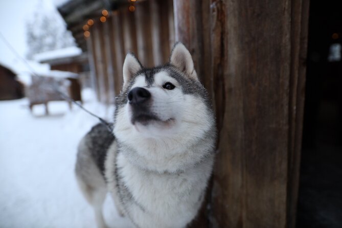 Santa Claus Village, Husky and Reindeers Combo Safari - Reindeer yard and the 400-meter sleigh ride