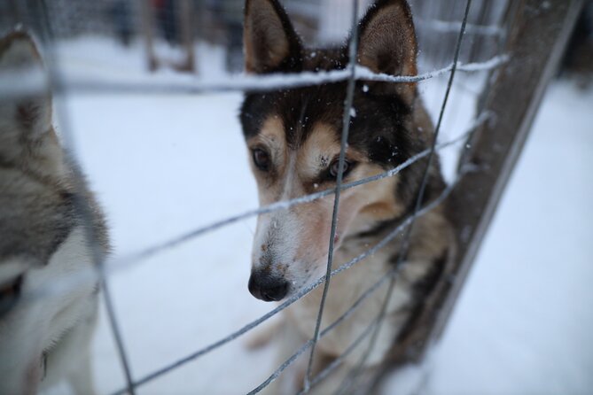 Santa Claus Village, Husky and Reindeers Combo Safari - Timing problems and how to avoid them