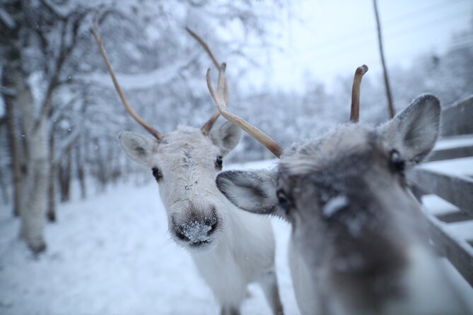 Santa Claus Village, Husky and Reindeers Combo Safari - Starting from central Rovaniemi at 9:30 am