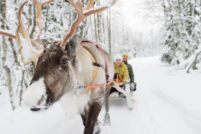 Santa's Reindeer & Husky Safari + Aurora BBQ in Rovaniemi - Husky sledding at 500 meters