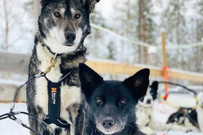 Santa's Reindeer & Husky Safari + Aurora BBQ in Rovaniemi - The long afternoon gap at Santa Claus Village
