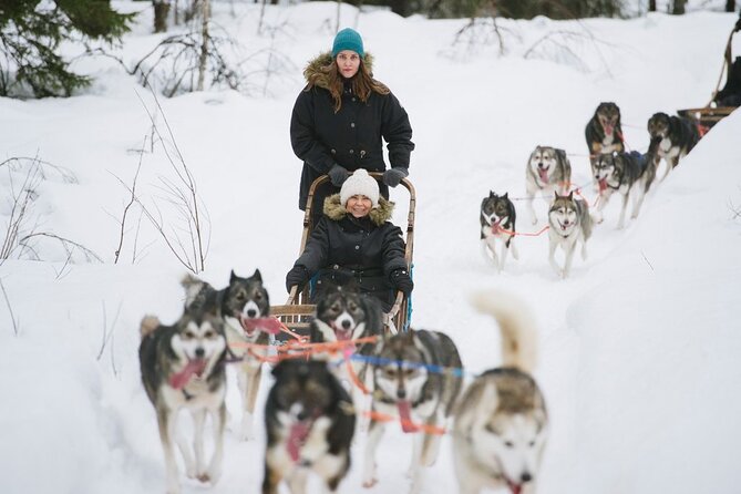 Santa's Reindeer & Husky Safari + Aurora BBQ in Rovaniemi - BBQ, berry tea, and the changing food offer
