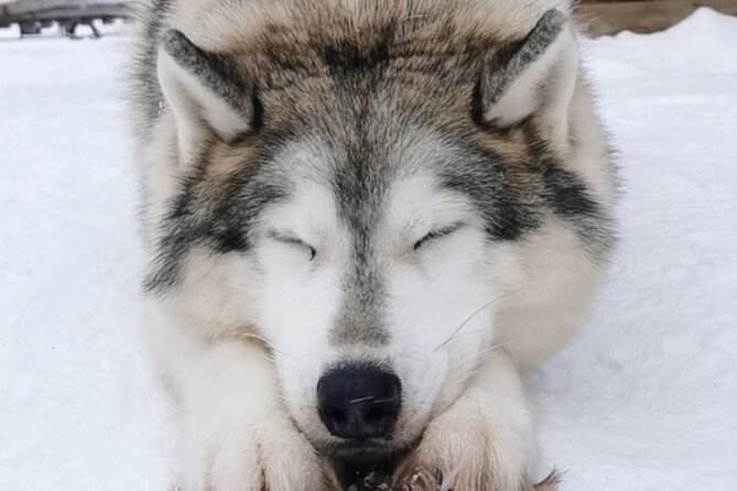 Santa's Reindeer & Husky Safari + Aurora BBQ in Rovaniemi - Meeting reindeer and taking the 400-meter sleigh ride