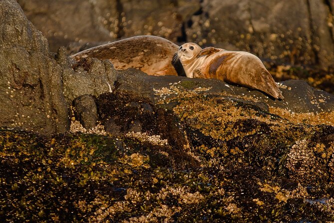 SEAL SAFARI in Savonlinna from Helsinki (private) - Lake Saimaa and the Search for Ringed Seals
