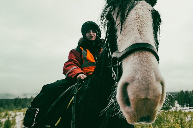 Small-Group Arctic Circle Horse Riding from Rovaniemi - Key points at a glance