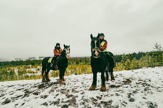 Small-Group Arctic Circle Horse Riding from Rovaniemi - Is the $145 Price Fair?