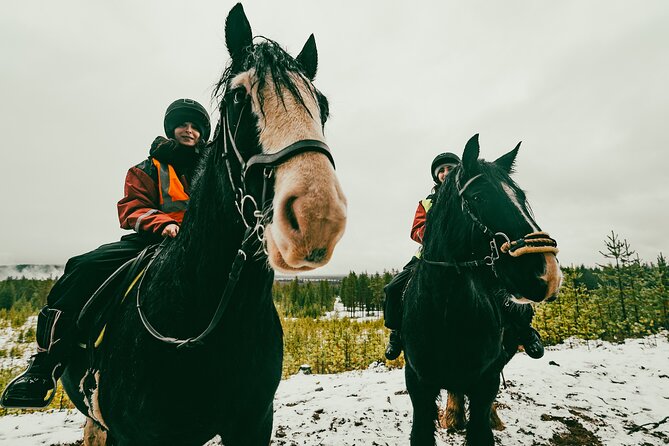 Small-Group Arctic Circle Horse Riding from Rovaniemi - Who Can Ride, and Who Should Think Twice?