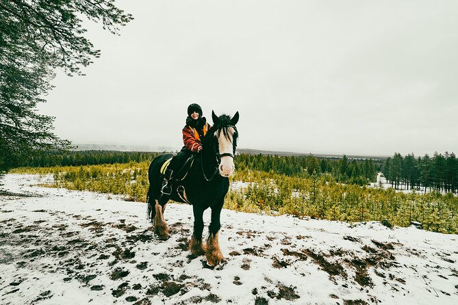 Small-Group Arctic Circle Horse Riding from Rovaniemi - What the Horse-First Farm Approach Means