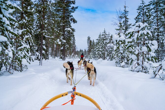 Small-Group Husky Mushing Experience in Rovaniemi - Quick points before you book