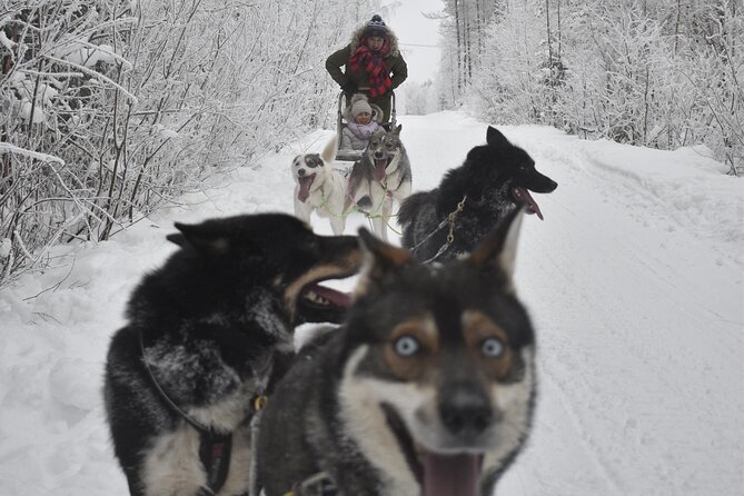 Small-Group Husky Mushing Experience in Rovaniemi - Meeting the Alaskan huskies up close