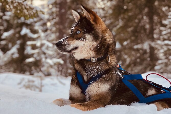 Small-Group Husky Mushing Experience in Rovaniemi - Warming up in the kota