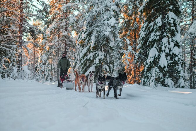 Small-Group Husky Mushing Experience in Rovaniemi - Is the $277.05 price fair?