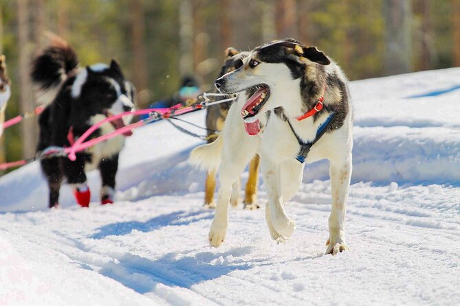 Small-Group Husky Mushing Experience in Rovaniemi - Who will enjoy this most?