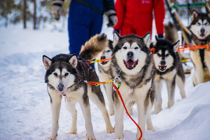 Small-Group Husky Mushing Experience in Rovaniemi - Driving your own team through the forest