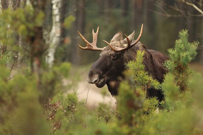 Small-Group Moose Wild Safari from Rovaniemi - Reindeer, rivers, lakes, and forest scenery