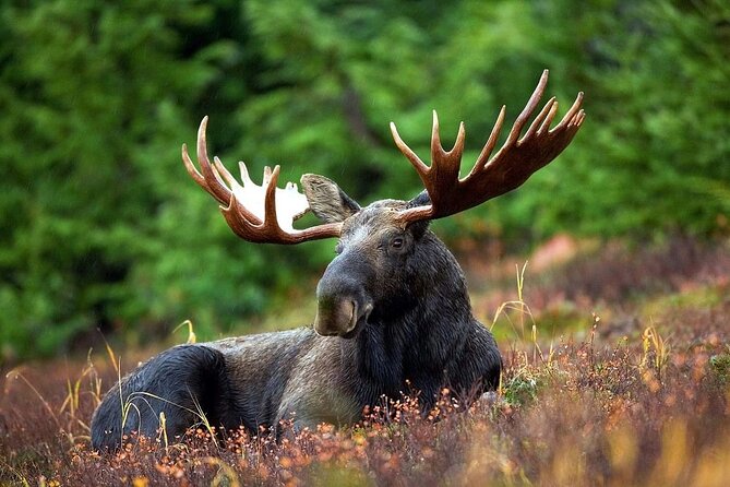 Small-Group Moose Wild Safari from Rovaniemi - Who will enjoy this outing most?
