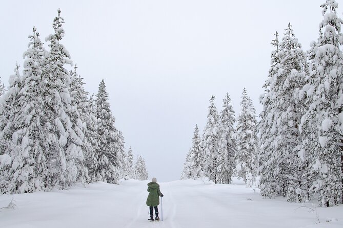 Small-Group Snowshoeing Adventure In Lapland - Could you see the northern lights?