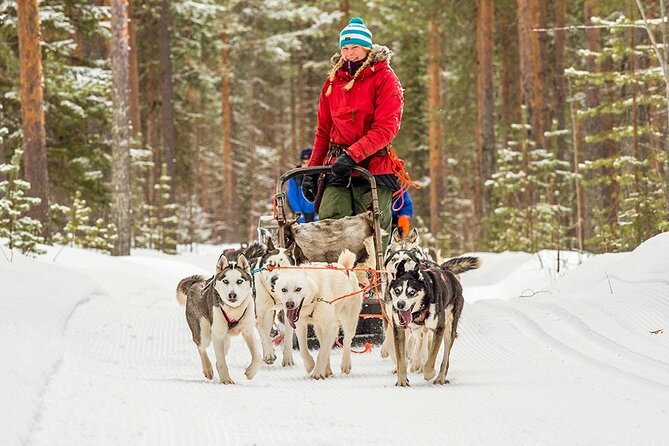 Snowmobile & Animals Day Tour - Meeting the huskies and taking the first sled ride