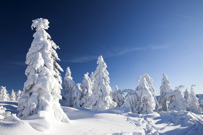 Snowmobile Safari 2h - Key points before you book
