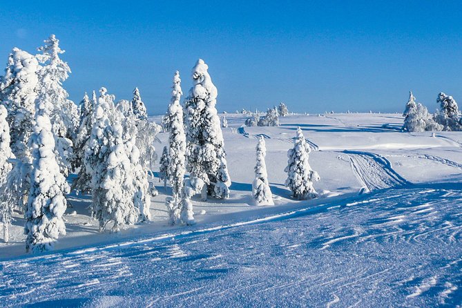 Snowmobile Safari on the Tundra - From practice tracks to snowy forest