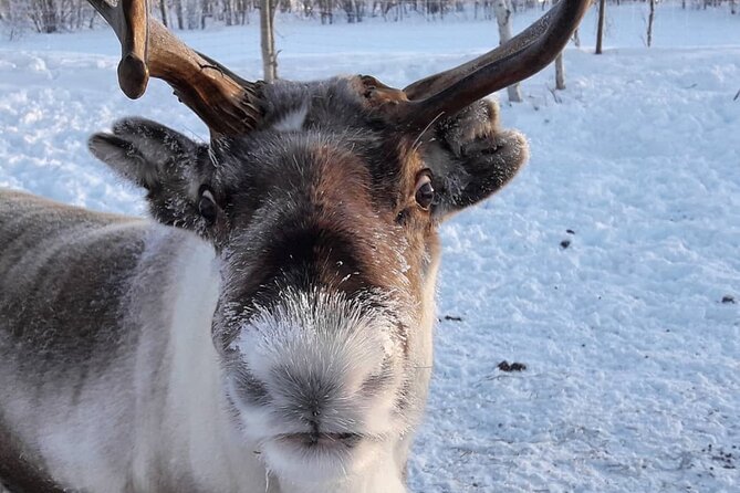 Snowmobile Safari to Lake Inari, meet & feed Reindeers, Lunch - A small island, a teepee, and three reindeer
