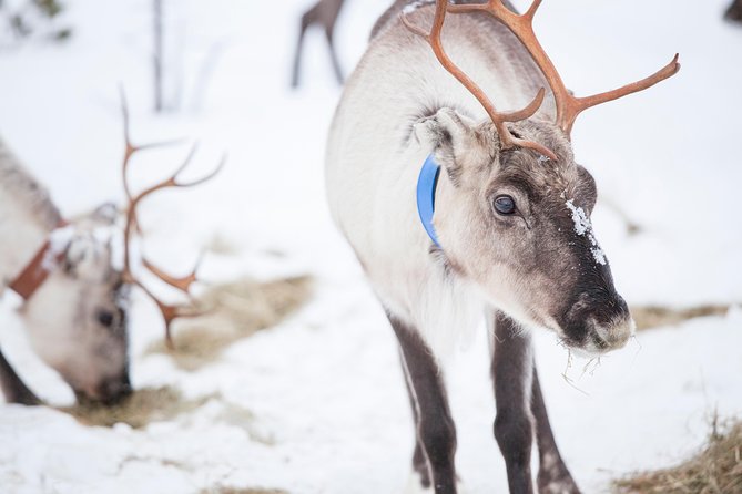 Snowmobile Safari to Lake Inari, meet & feed Reindeers, Lunch - Riding a two-person snowmobile across Lake Inari