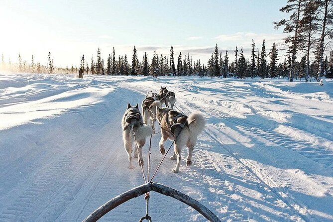 Snowy Trails 10km Husky Safari from Rovaniemi - The sled ride through Finnish forest