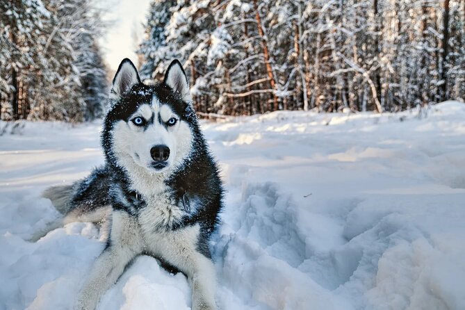 Snowy Trails 10km Husky Safari from Rovaniemi - Is the $306.90 price good value?