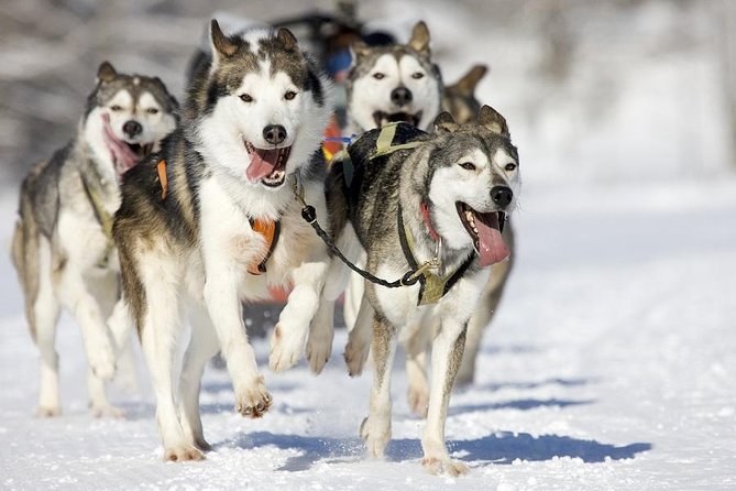 Snowy Trails 10km Husky Safari from Rovaniemi - Leaving Rovaniemi for the snowy forest