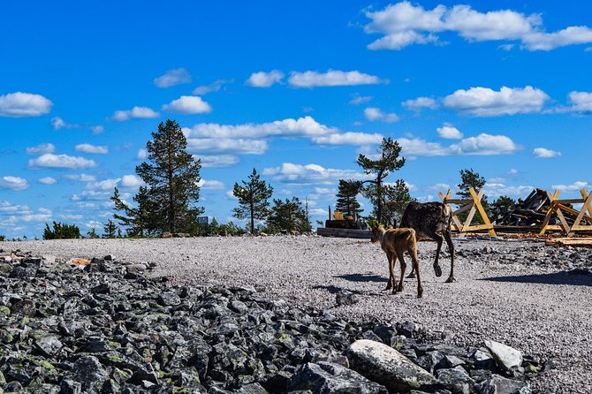 Trip to Pyhä-Luosto National Park and Amethyst Mine - Is the $239.62 price fair?