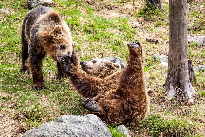 Trip to Ranua Wildlife Park - The animals you may see at Ranua