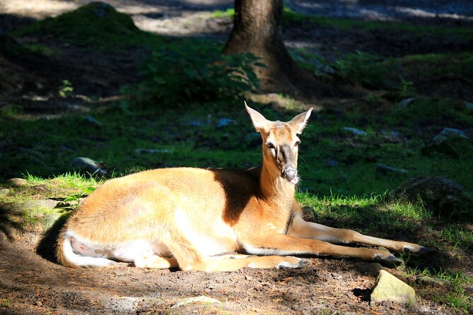 Trip to Ranua Wildlife Park - Lunch after the park walk