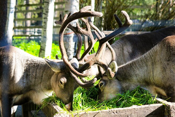 Trip to Ranua Wildlife Park - Is $174.60 a fair price?