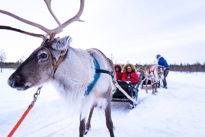 Two Full Days in Lapland - What This Two-Day Package Really Offers