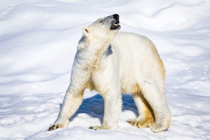 Two Full Days in Lapland - Ranua Wildlife Park and Five Hours Among Arctic Animals