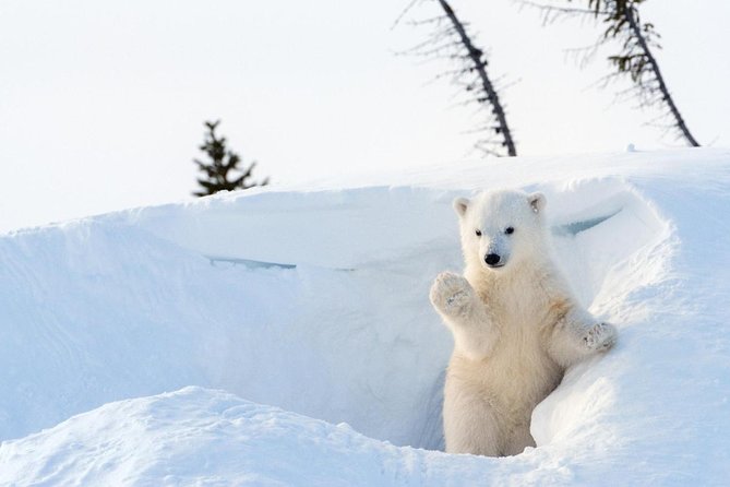 Visit To Ranua Zoo - Why Ranua Zoo Makes a Good Rovaniemi Day Trip
